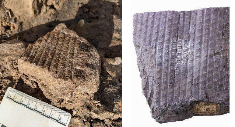 Fossil?