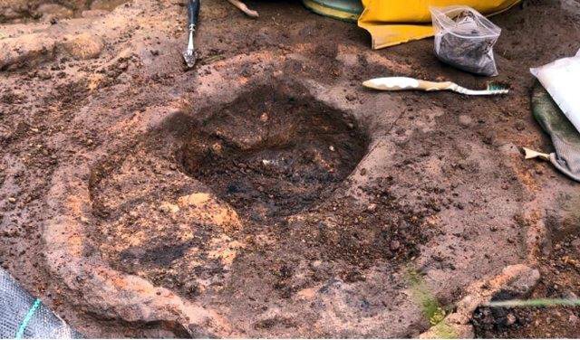 Fossil?